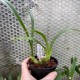 Liparis stricklandiana