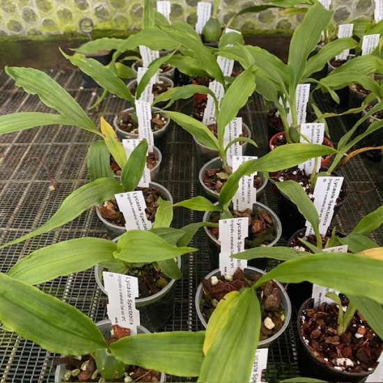 Lycaste Spectabilis