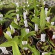 Lycaste deppei