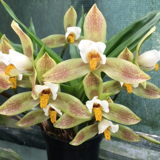 Lycaste deppei