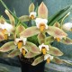 Lycaste deppei