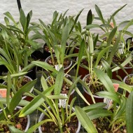 Masdevallia barlaeana Masdevallia barlaeana