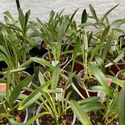 Masdevallia barlaeana