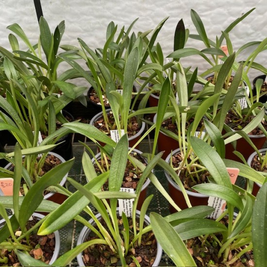 Masdevallia barlaeana