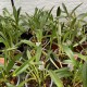 Masdevallia barlaeana