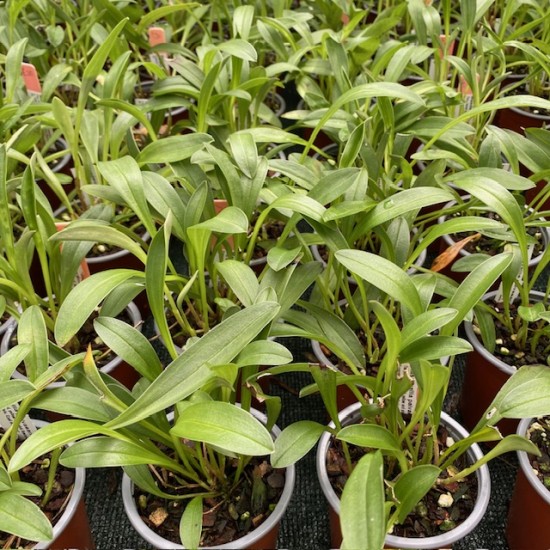 Masdevallia paivaeana