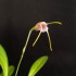Masdevallia paivaeana