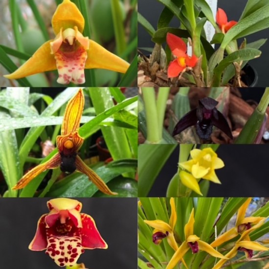 Maxillaria Collection (5 plants)