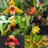 Maxillaria Collection (5 plants)