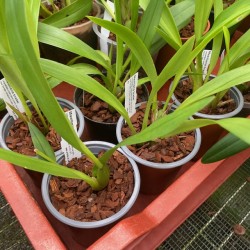 Maxillaria bradei Maxillaria bradei