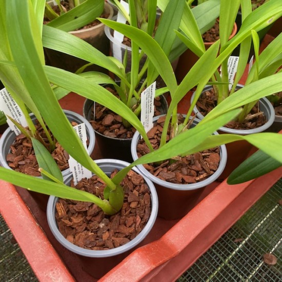 Maxillaria bradei