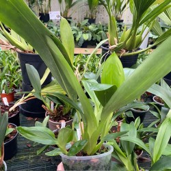Maxillaria callichroma