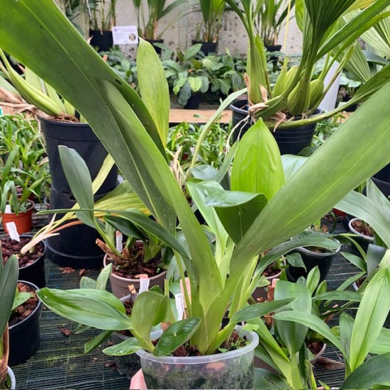 Maxillaria callichroma