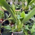 Maxillaria callichroma