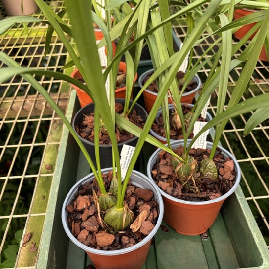 Maxillaria chrysantha