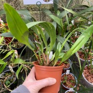 Maxillaria colorata