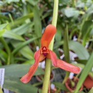 Maxillaria colorata