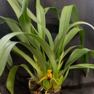 Maxillaria cucullata