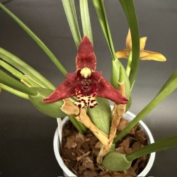 Maxillaria curtipes