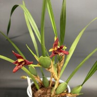 Maxillaria curtipes Maxillaria curtipes