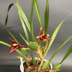 Maxillaria curtipes Maxillaria curtipes