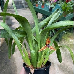 Maxillaria hematoglossa Maxillaria hematoglossa