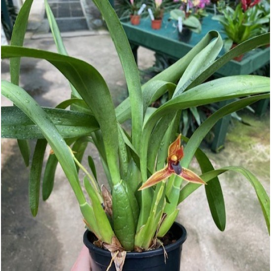 Maxillaria hematoglossa