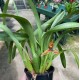 Maxillaria hematoglossa
