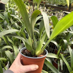 Maxillaria hematoglossa