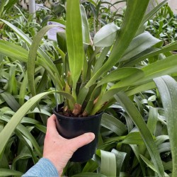 Maxillaria hematoglossa