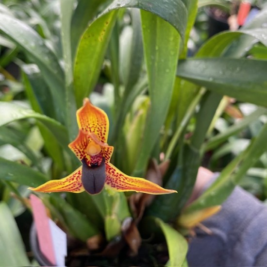 Maxillaria hematoglossa