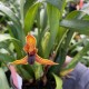 Maxillaria hematoglossa