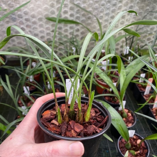 Maxillaria humilis