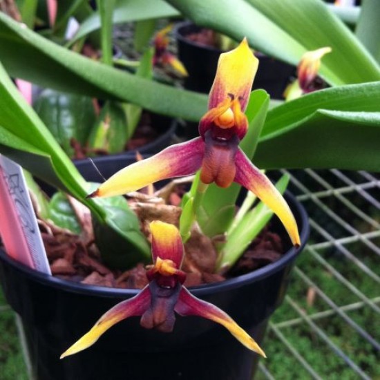 Maxillaria lexarzana
