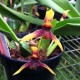 Maxillaria lexarzana