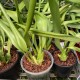 Maxillaria lexarzana
