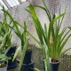 Maxillaria nasuta Maxillaria nasuta