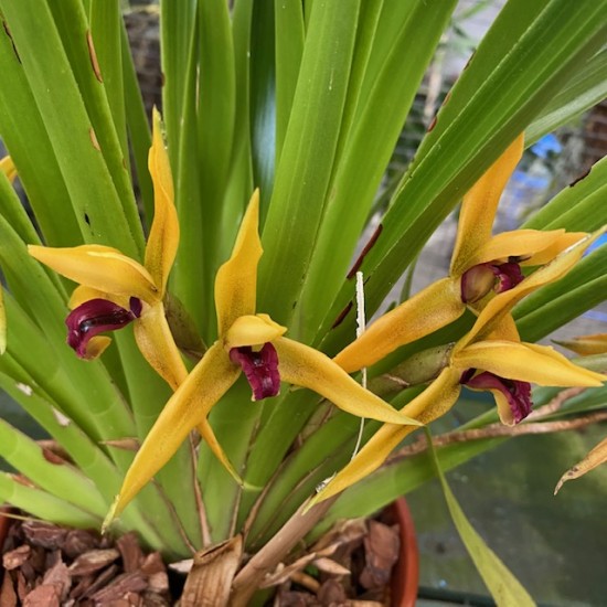 Maxillaria nasuta Maxillaria nasuta