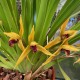 Maxillaria nasuta Maxillaria nasuta