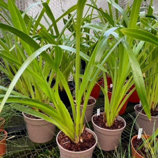 Maxillaria nasuta Maxillaria nasuta