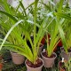 Maxillaria nasuta Maxillaria nasuta
