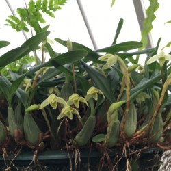 Maxillaria notylioglossa Maxillaria notylioglossa