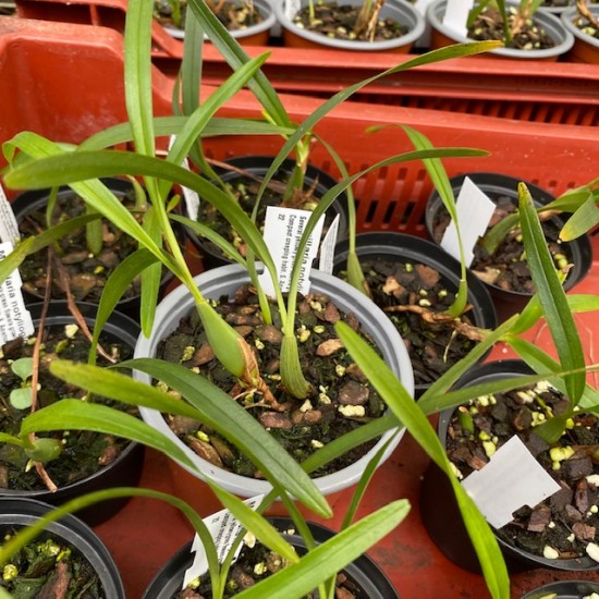 Maxillaria notylioglossa