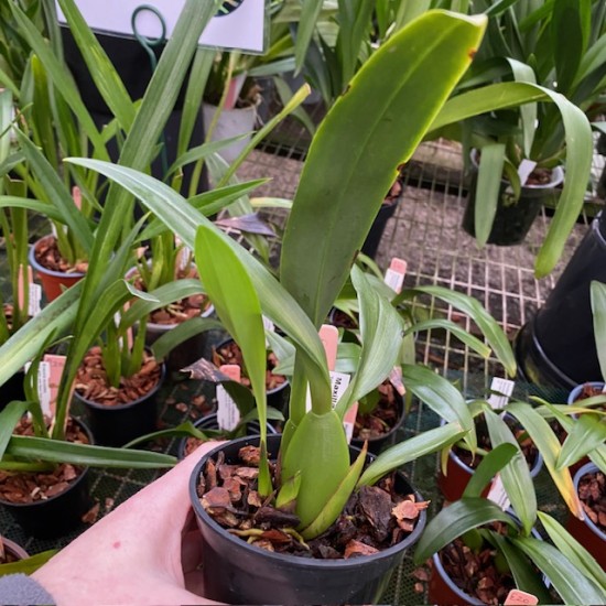 Maxillaria rufescens