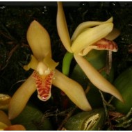 Maxillaria rufescens