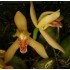 Maxillaria rufescens