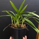 Maxillaria schunkeana