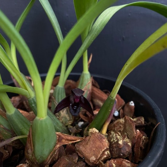 Maxillaria schunkeana