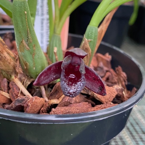 Maxillaria schunkeana