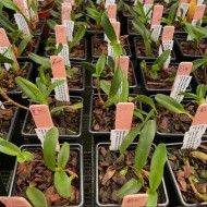 Maxillaria sophronitis